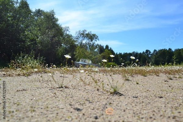 Obraz an old boat on the sandy shore of the lake on a summer day