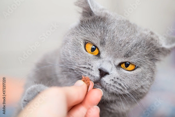 Fototapeta Give treats to a British cat. Feed the animal with your hand. Gray cat looks at the yummy food and sniffs it