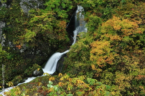 Fototapeta 紅葉の亀の滝