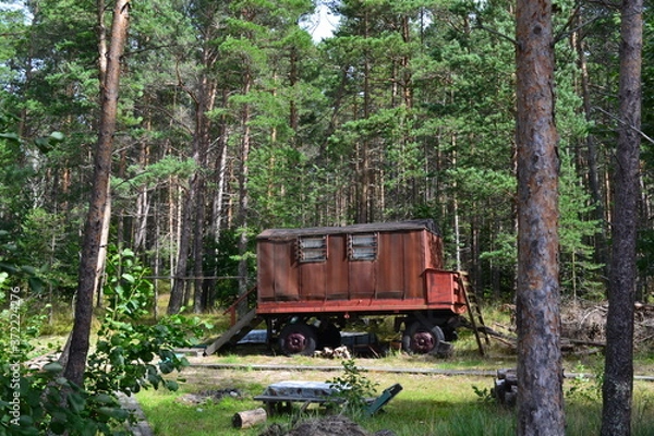Obraz an old trailer in the Northern pine forest on a summer August day