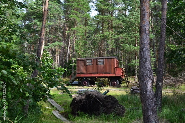 Obraz an old trailer in the Northern pine forest on a summer August day