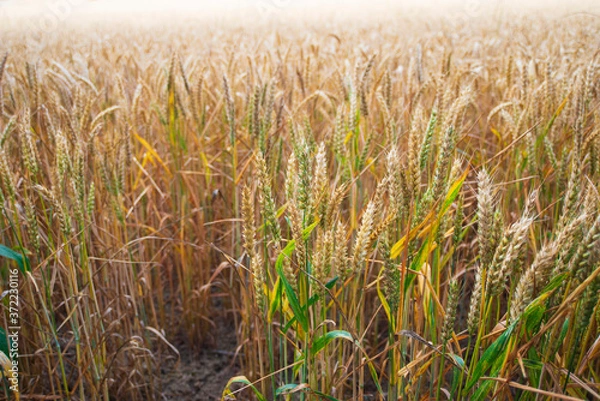 Obraz a field with grain close up