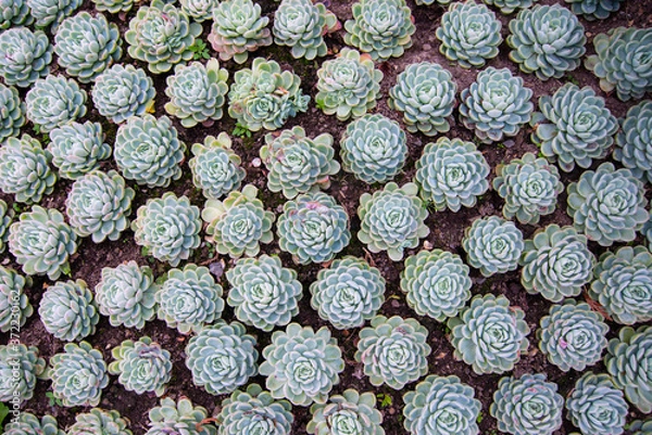 Obraz seamless pattern with succulents