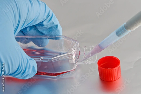 Fototapeta Scientist pipetting cell culture medium into culture flask