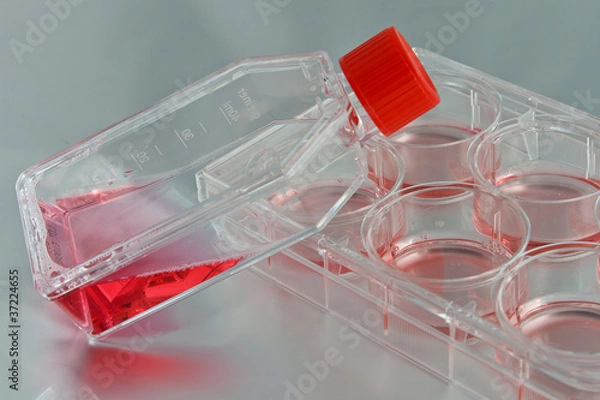 Fototapeta Flasks and plates for cell culture experiments