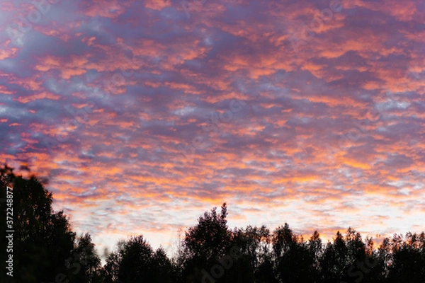 Fototapeta multicolored sunset with glowing pink clouds over silhouettes of trees (soft focus)