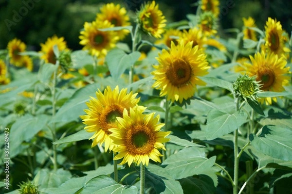 Fototapeta 長野県の畑に群生するひまわり