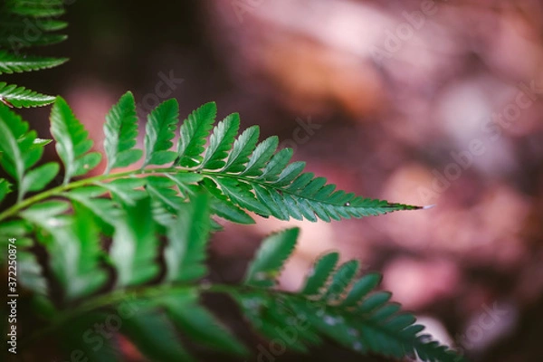 Obraz Natural closeup fern leaf agains shallow depth of field for background and environment concept