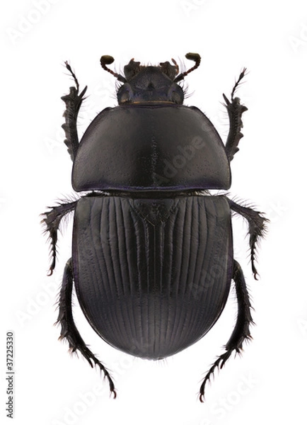 Obraz Geotrupes spiniger