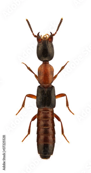 Obraz Xantholinus decorus