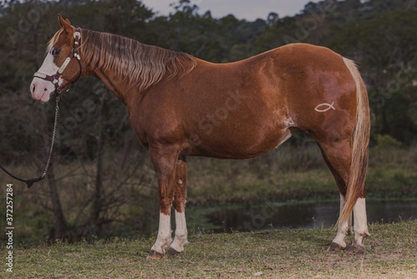 Obraz Égua Quarto de Milha