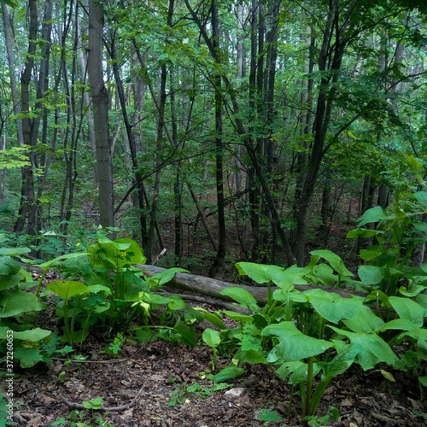 Obraz fog in the forest