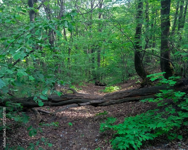 Obraz fallen tree in the forest