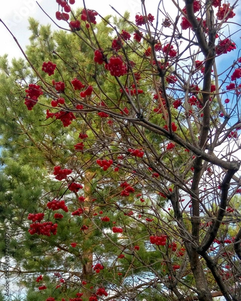 Obraz viburnum berries