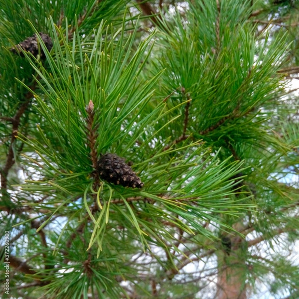 Obraz pine cone on the tree