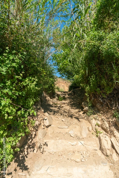 Fototapeta path through vegetation