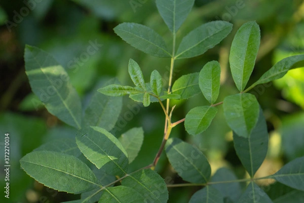 Obraz close up of green leaves