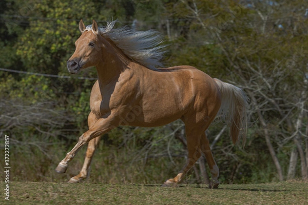 Obraz Potro Quarto de Milha