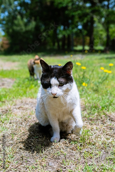Fototapeta 고양이