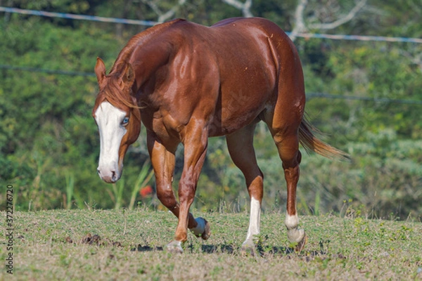 Obraz Potro Quarto de Milha
