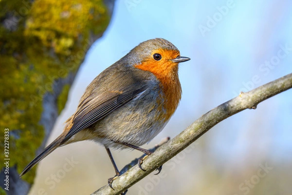 Obraz Petirrojo posado