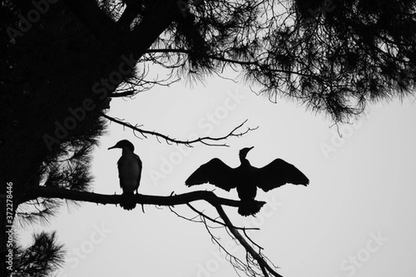 Obraz Sombras cormoranes