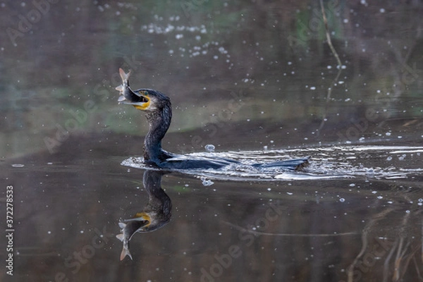 Obraz Cormoran cazando