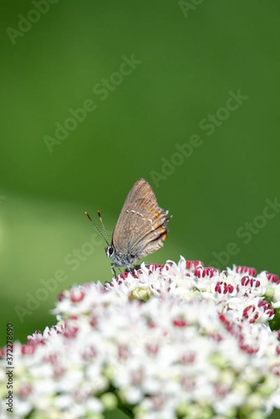 Obraz Mariposa en flores