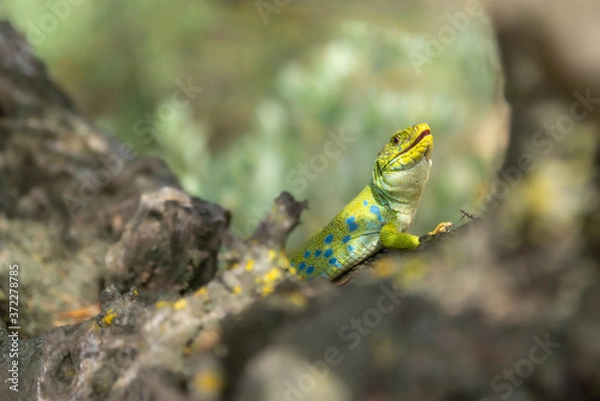 Obraz Ocellated lizard