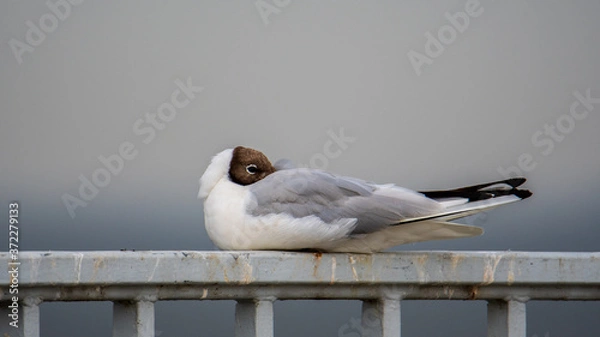 Obraz Lachmöve auf ein geländer sitzen und schlafen 