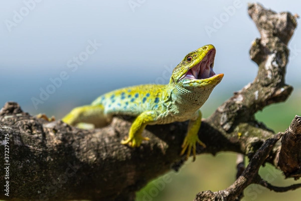 Obraz Lagarto Ocelado