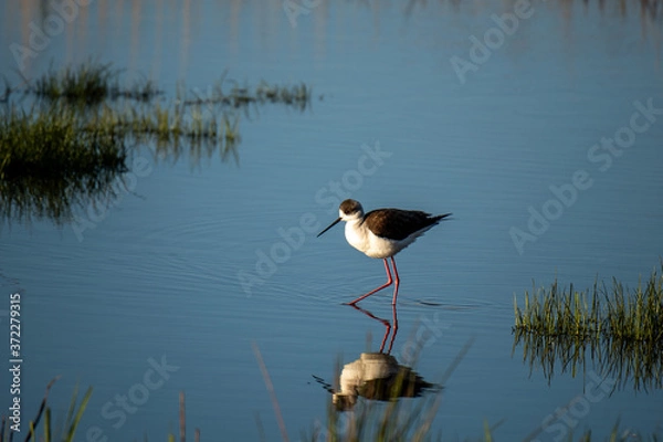 Obraz Black-winged Stilt