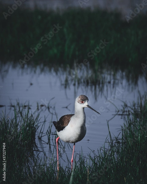 Obraz Black-winged Stilt