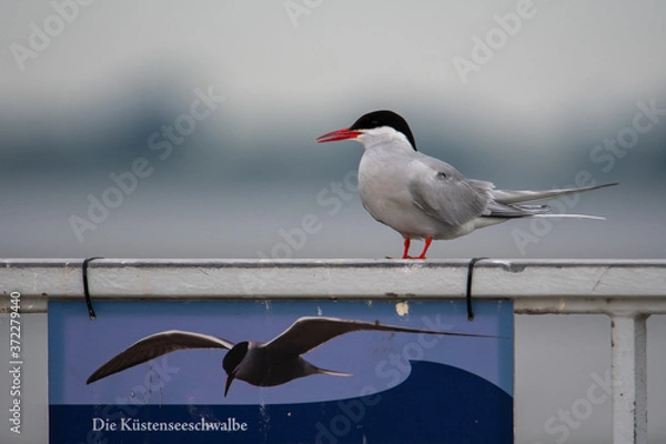 Fototapeta Küstenseechwalbe sitzen auf einem Geländer