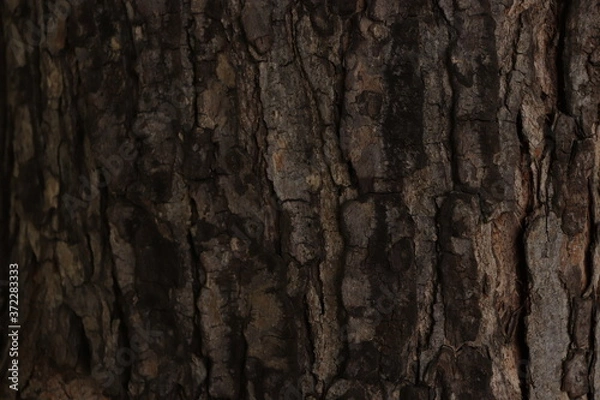 Obraz tree bark texture