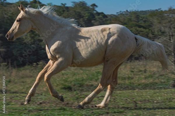 Obraz Potro Quarto de Milha