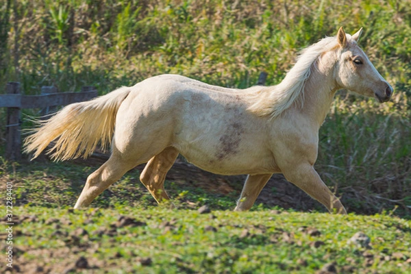 Fototapeta Potro Quarto de Milha