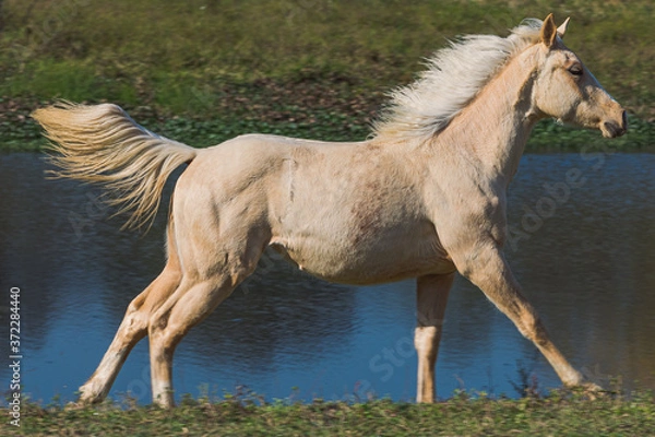 Fototapeta Potro Quarto de Milha
