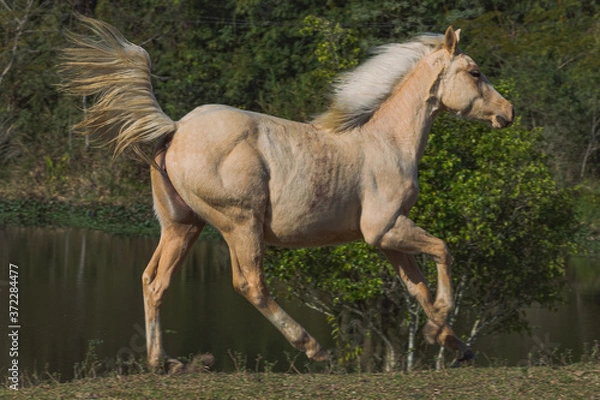 Fototapeta Potro Quarto de Milha
