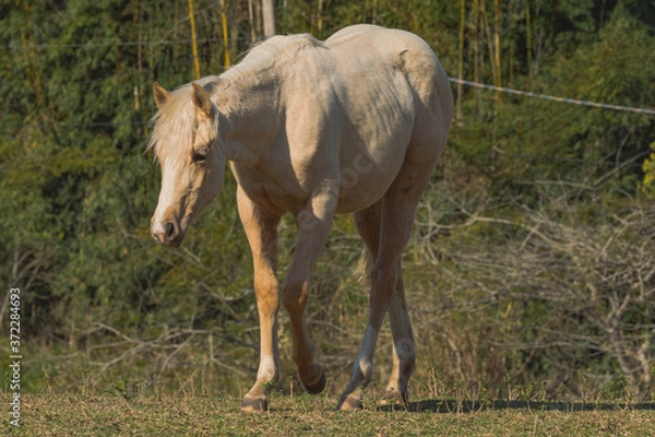 Fototapeta Potro Quarto de Milha