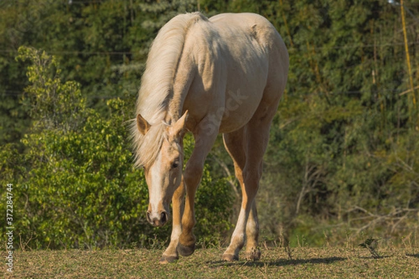 Obraz Potro Quarto de Milha