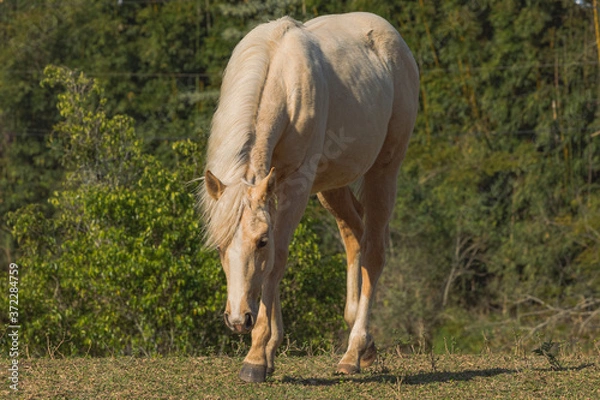 Obraz Potro Quarto de Milha