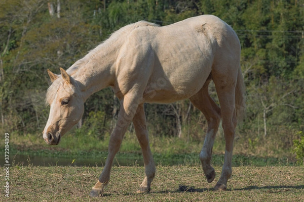Fototapeta Potro Quarto de Milha