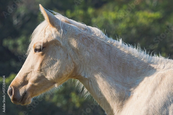 Fototapeta Potro Quarto de Milha