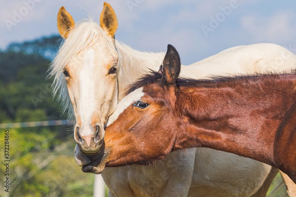 Fototapeta Potro Quarto de Milha