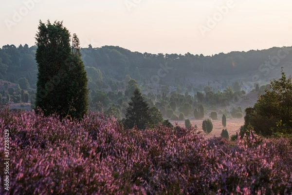 Fototapeta Heidelandschaft