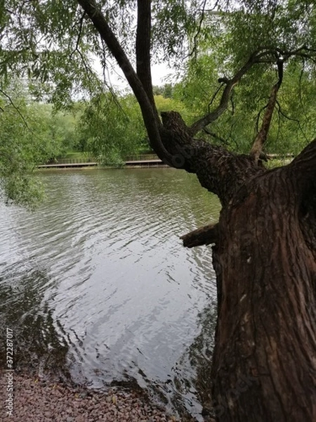 Fototapeta tree on the river