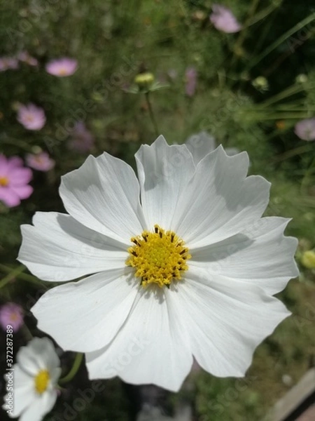 Fototapeta Macro flower