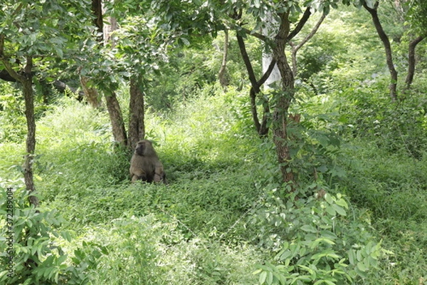 Obraz brown bear cub