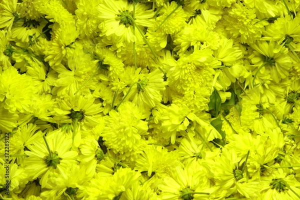 Obraz yellow flowers background